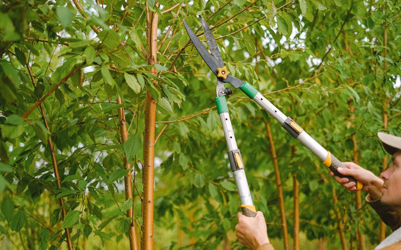 Tree trimming in Sullivan, WI